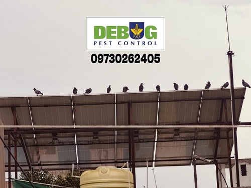 Bird Netting (Pigeon)